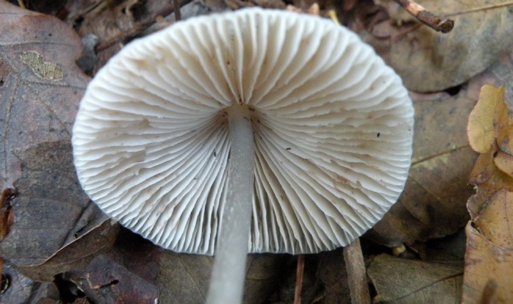 Ancora una Mycena....